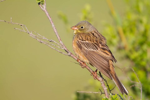 Ortolan Bunting - Ortolan - Emberiza hortulana, Kazakhstan, adult male