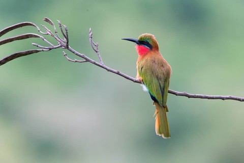 Red-throated Bee-eater (Merops bulocki) perched on a branch, Uganda