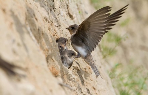 Common Sand Martin - Uferschwalbe - Riparia riparia ssp. riparia, Germany, juvenile