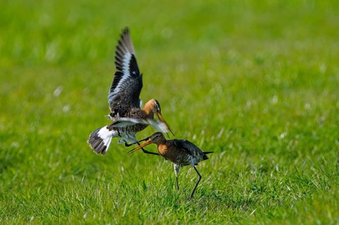 Uferschnepfe (Limosa limosa), Black-tailed Godwit, kaempfende Altvoegel, Mai, Nijkerk, Gelderland,