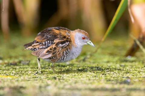 Baillon's Crake (Porzana pusilla palustris) foraging, Victoria, Australia