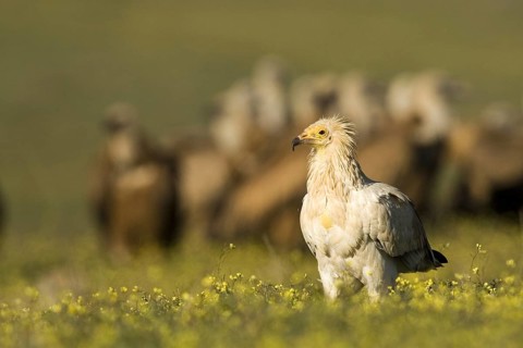 Egyptian Vulture (Neophron percnopterus), Castile-La Mancha, Spain
