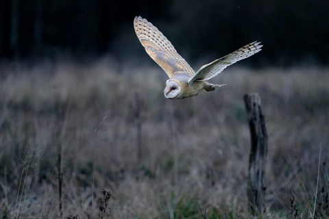 Schleiereule, lat. Tyto alba guttata, fliegt über einer Brachfläche vor einem Waldrand
