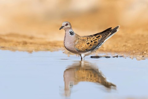 European Turtle Dove (Streptopelia turtur), Negev, Israel
