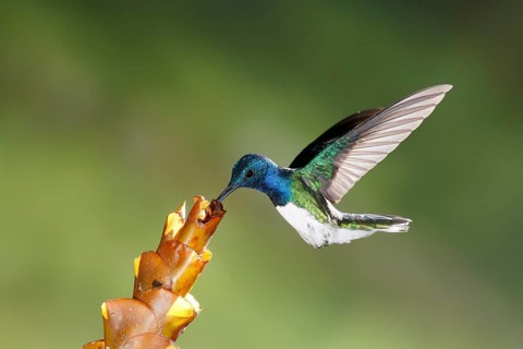 White-necked Jacobin (Florisuga mellivora) male flying and feeding on flower nectar, Costa Rica