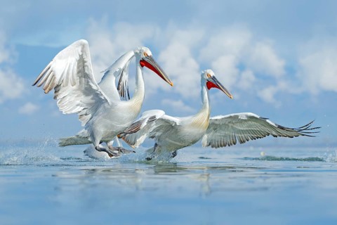 Bird in the water. Dalmatian pelican, Pelecanus crispus, landing in Lake Kerkini, Greece. Pelican