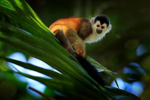 Monkey, long tail in tropic forest. Squirrel monkey, Saimiri oerstedii, sitting on the tree trunk