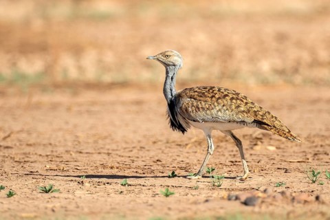 Houbara Bustard (Chlamydotis undulata), Zagora, Morocco