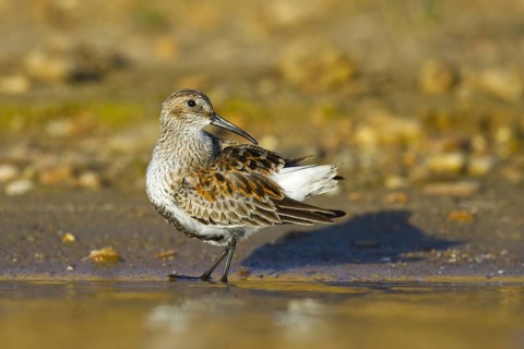 Dunlin (Calidris alpina) foraging, North Rhine-Westphalia, Germany