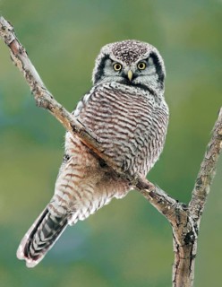 Northern Hawk-Owl (Surnia ulula), Saskatchewan, Canada
