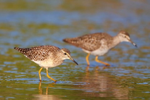 Wood Sandpiper (Tringa glareola), Greece