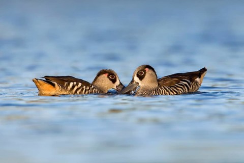 Pink-eared Duck (Malacorhynchus membranaceus) pair feeding, Victoria, Australia