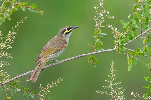 Yellow-faced Honeyeater (Caligavis chrysops), Victoria, Australia