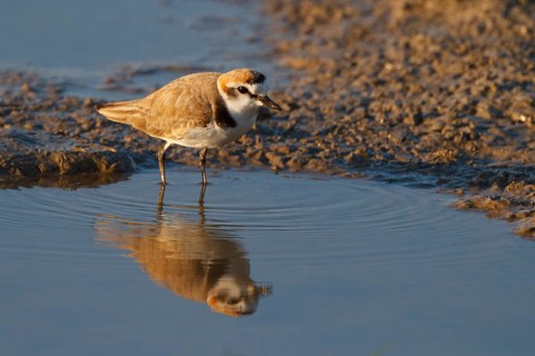 Kentish Plover (Charadrius alexandrinus) male, Mallorca, Spain