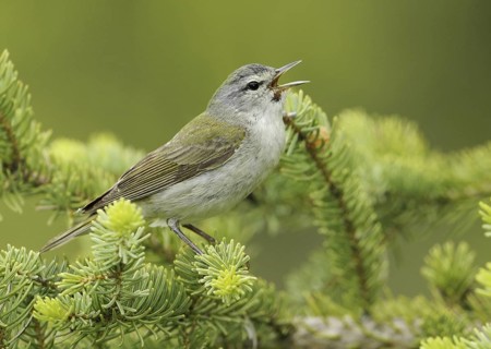 Tennessee Warbler (Leiothlypis peregrina), Alberta, Canada