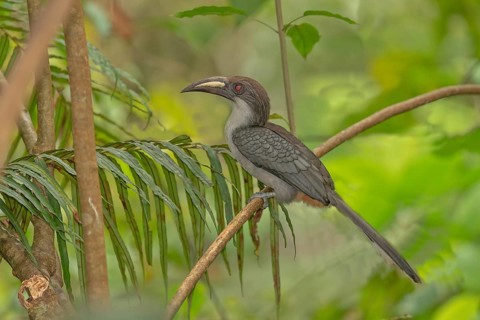 Sri Lanka Grey Hornbill (Ocyceros gingalensis) perched on a branch, Sinharaja, Sri Lanka