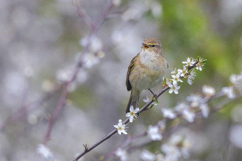 Common Chiffchaff (Phylloscopus collybita) singing, perched on a branch, North Rhine-Westphalia,