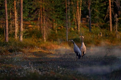 Finland wildlife. Common Crane, Grus grus, pair big bird in the nature habitat, Kuhmo, Finland.