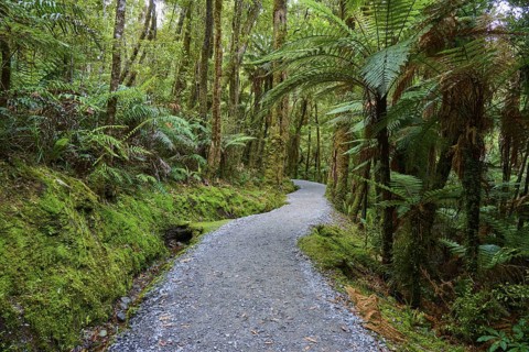 A winding path leads through a lush, moss-covered forest full of ferns and tall trees, summer, Lake