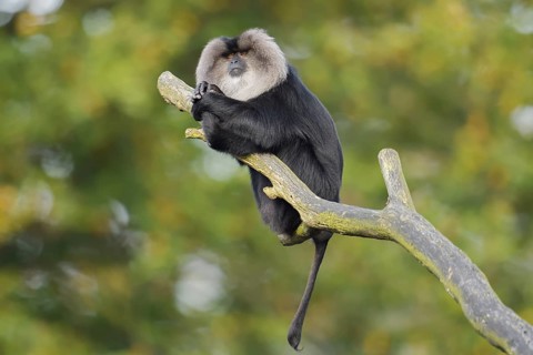 Bearded monkey or Wanderu (Macaca silenus) sits on a branch, captive, native to India