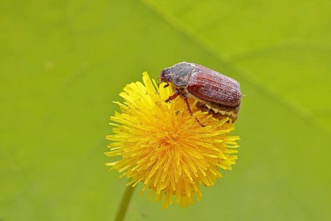Cockchafer, field cockchafer (Melolontha melolontha), female on a dandelion (Taraxacum) flower,