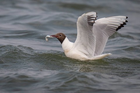 Black-headed gull (Chroicocephalus ridibundus) in summer plumage, with a small fish in its beak,