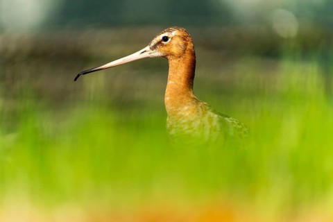 Snipe bird with sharp outline against a blurred green background, black-tailed godwit (Limosa
