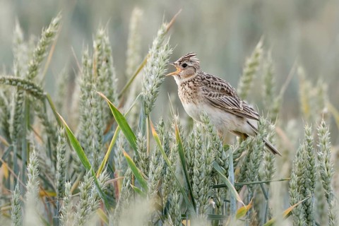 Skylark (Alauda arvensis) sings in a wheat field, sits in the grain, popular and formerly common