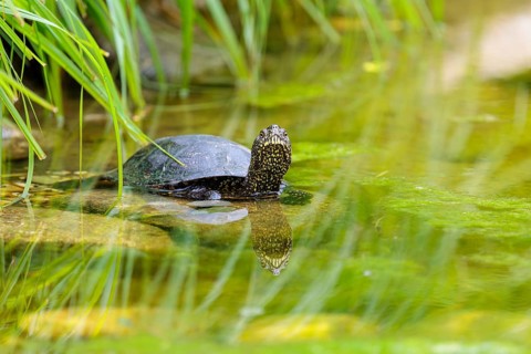 A European pond turtle (Emys orbicularis) rests in shallow water on a stone lying in the pond,