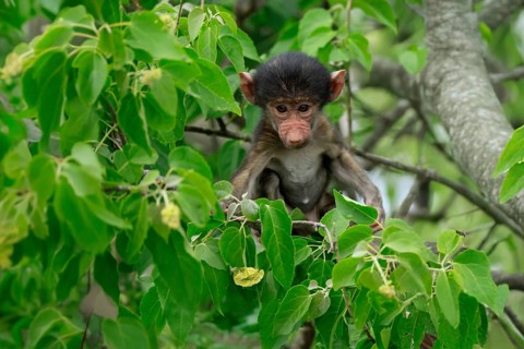 Bear baboon, chacma baboon (Papio ursinus), young, baby, sitting on tree, fragile, Kruger, Kruger