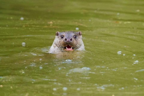 European otter (Lutra lutra), swimming in greenish water with recognisable joy on its face, Germany