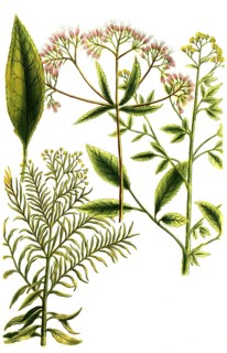 Water hemp, Eupatorium spicatum, bidens americanum and canadense, Historical, digitally restored