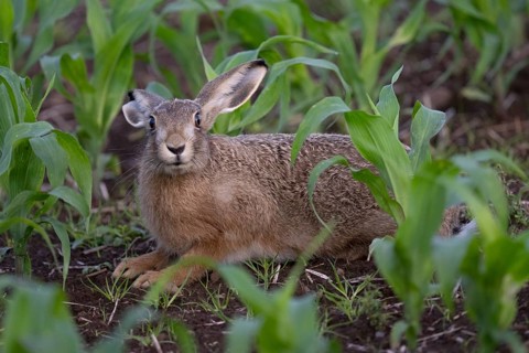 Brown hare in a maize field, Wittlich, Rhineland-Palatinate, Germany