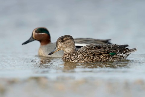 A pair of teals... Teal (Anas crecca), smallest duck in Europe, named for the characteristic call