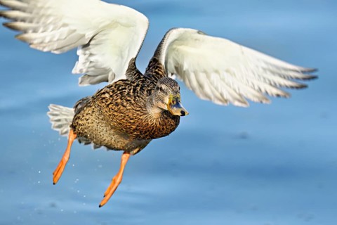 Mallard (Anas platyrhynchos), female in flight, Flachsee, nature reserve, Reusstal, Canton Aargau,