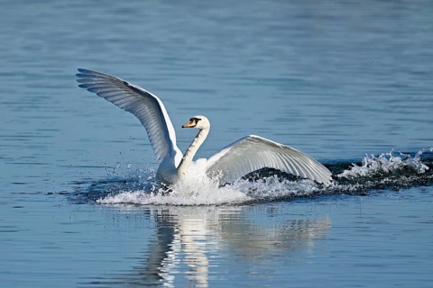 Mute swan (Cygnus olor), on landing approach, Flachsee nature reserve, Freiamt, Canton Aargau,