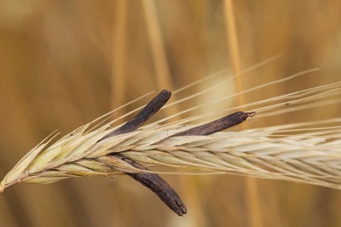 Ergot mushroom Claviceps purpurea on a ripe ear of grain