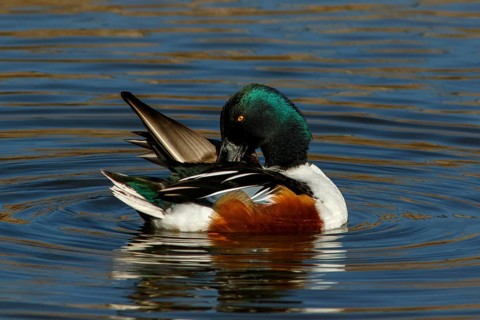 Northern Shoveler (Anas clypeata), male on marsh, Castile la Mancha, Spain