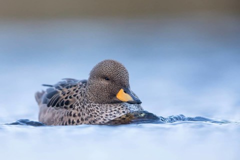 Yellow-billed Teal (Anas flavirostris), Falkland Islands