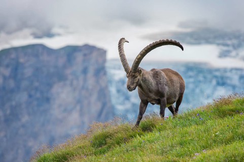 Alpine Ibex (Capra ibex) male in alpine landscape, High Tauern, Carinthia, Austria