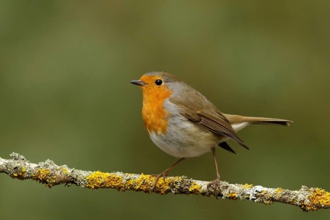 Roodborst zittend op tak, robin sitting on branch