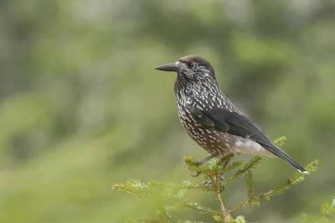 Spotted Nutcracker (Nucifraga caryocatactes), Grisons, Switzerland