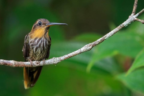 Saw-billed Hermit (Ramphodon naevius) perched on a branch in the Atlantic rainforest of southeast