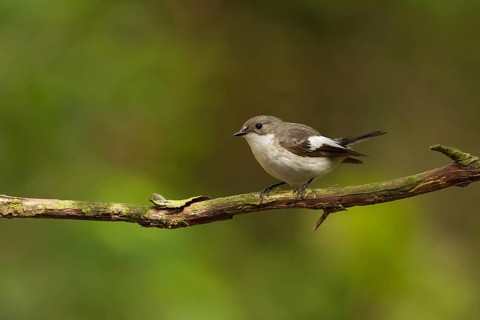 European Pied Flycatcher (Ficedula hypoleuca) female, Utrecht, Netherlands