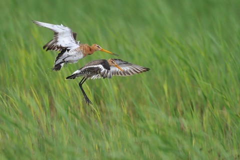Black-tailed Godwit (Limosa limosa) flying, Lake Neusiedl, Austria