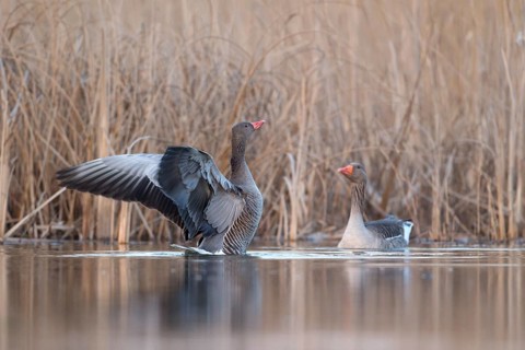 Greylag Goose (Anser anser), Saxony, Germany