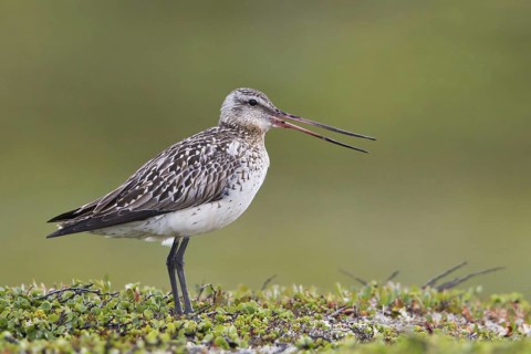 Bar-tailed Godwit (Limosa lapponica) female, Finnmark, Norway