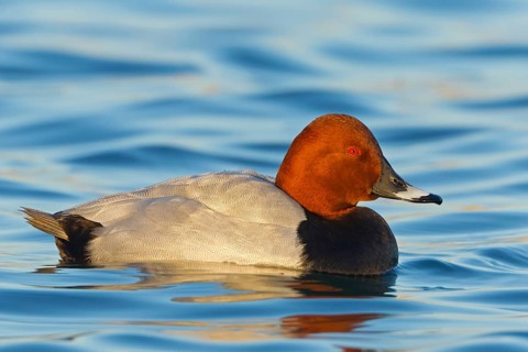 Common Pochard (Aythya ferina) male, Baden-Wuerttemberg, Germany