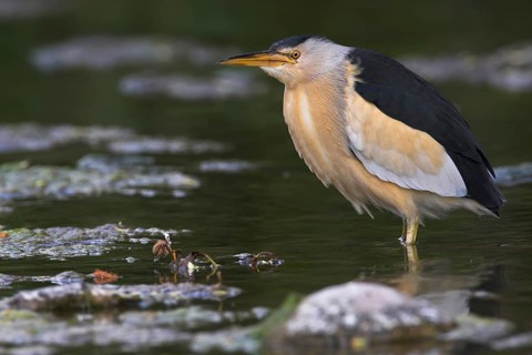 Little Bittern (Ixobrychus minutus), Lesvos, Greece