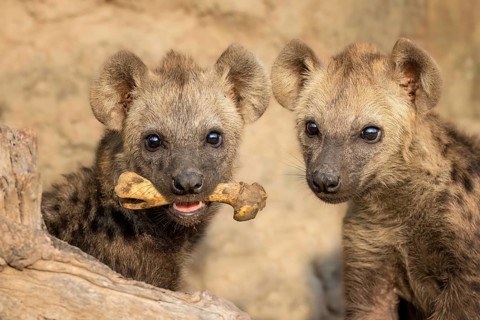 Spotted Hyena (Crocuta crocuta) two cubs holding bone in the jaws, Sabi Sands, South Afrika